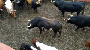 toros-santi-domecq-1