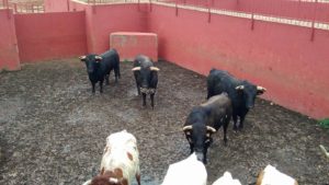 toros-santi-domecq-4
