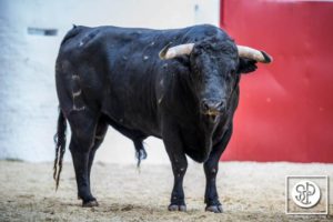 toros-alcurrucen-2