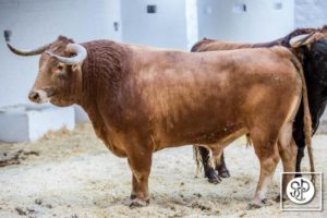 toros-alcurrucen-3