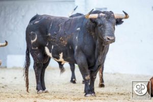 toros-alcurrucen-4