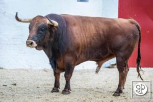 toros-alcurrucen-5