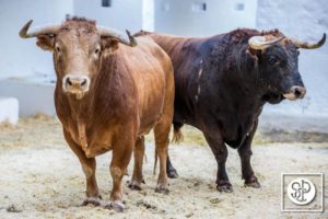 toros-alcurrucen-6