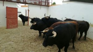 desembarque-2