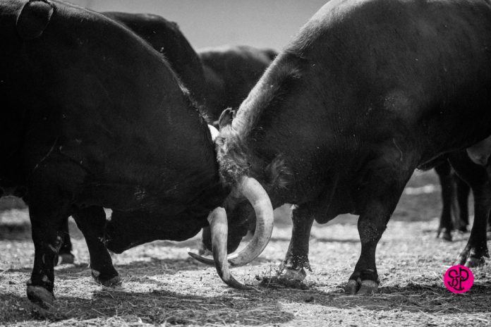 toros-algarra-valencia-feria-julio