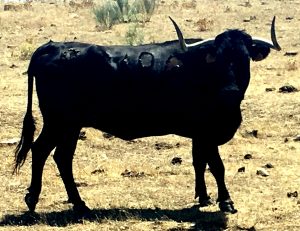 vaca-para-las-sueltas-populares-cebreros