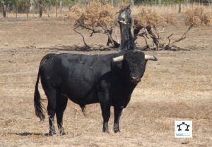 42-cometero