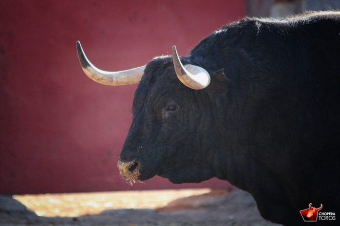 motalvo-corrales