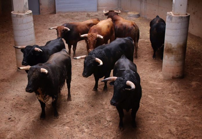 novillos-de-el-pilar