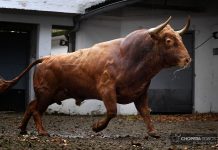 Marinero abre la tercera en Bilbao