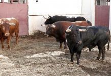 Billetero abre la tarde en La Malagueta, vídeo