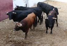Bocineto abre la novillada de Gabriel Rojas en Málaga, vídeo
