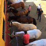 CABALLOS 2