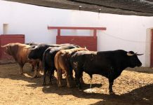 Famoso abre la tercera en Almería, vídeo