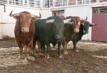 Fiera abre la corrida Picassiana en Málaga, vídeo