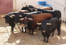 Riobravo abre la tarde de Lagunajanda en La Malagueta, vídeo