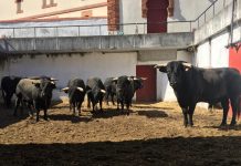 Segador abre la tercera de abono en Gijón