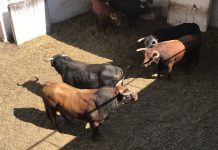 Macilento abre la quinta de abono en Gijón, vídeo