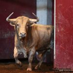TORREALTA CORRALES