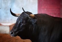 Flor abre la tarde de la mixta en San Sebastián, vídeo