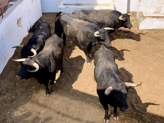 Veragüeño abre la tarde de Valdellán en Calasparra