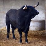 Botinero abre la feria taurina del Pilar
