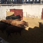cuvillos Jaen corrales