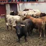 toros alcurrucen