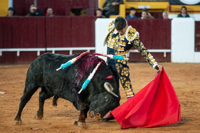 Manzanares pasea la única oreja en el cierre de Olivenza
