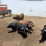 TOROS JUAN PEDRO CORRALES