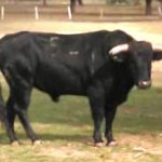 1 COQUILLA DE SÁNCHEZ ARJONA