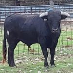 1 HERMANOS SÁNCHEZ HERRERO