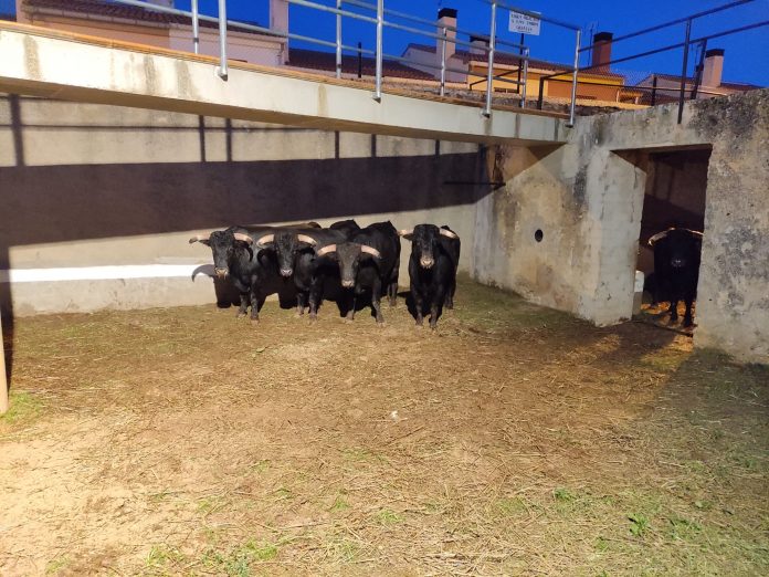 Los novillos de Juan Pedro desembarcados en Vilafranca