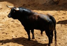 Sabalero abre la tarde de Juan Pedro hoy en Sevilla
