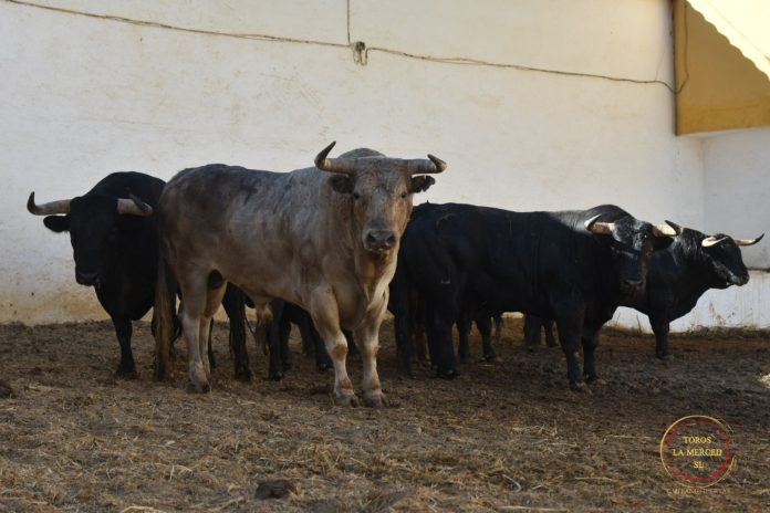 EL PARRALEJO CORRALES
