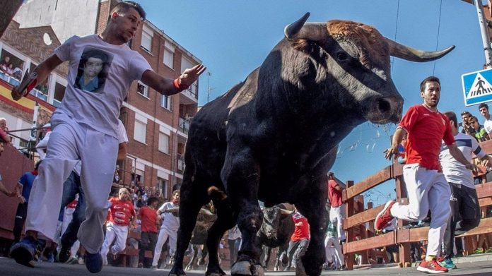 La Fundación Toro de Lidia muestra su preocupación ante el nuevo reglamento de festejo popular de la Comunidad de Madrid