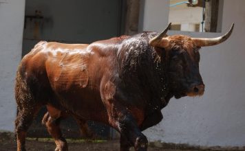 Fuente Ymbro, Premio a la “Corrida más completa” de las Corridas Generales 2023