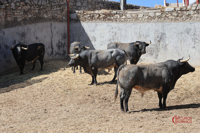 Corrida completa de Rehuelga en el inicio de la Feria de Colmenar