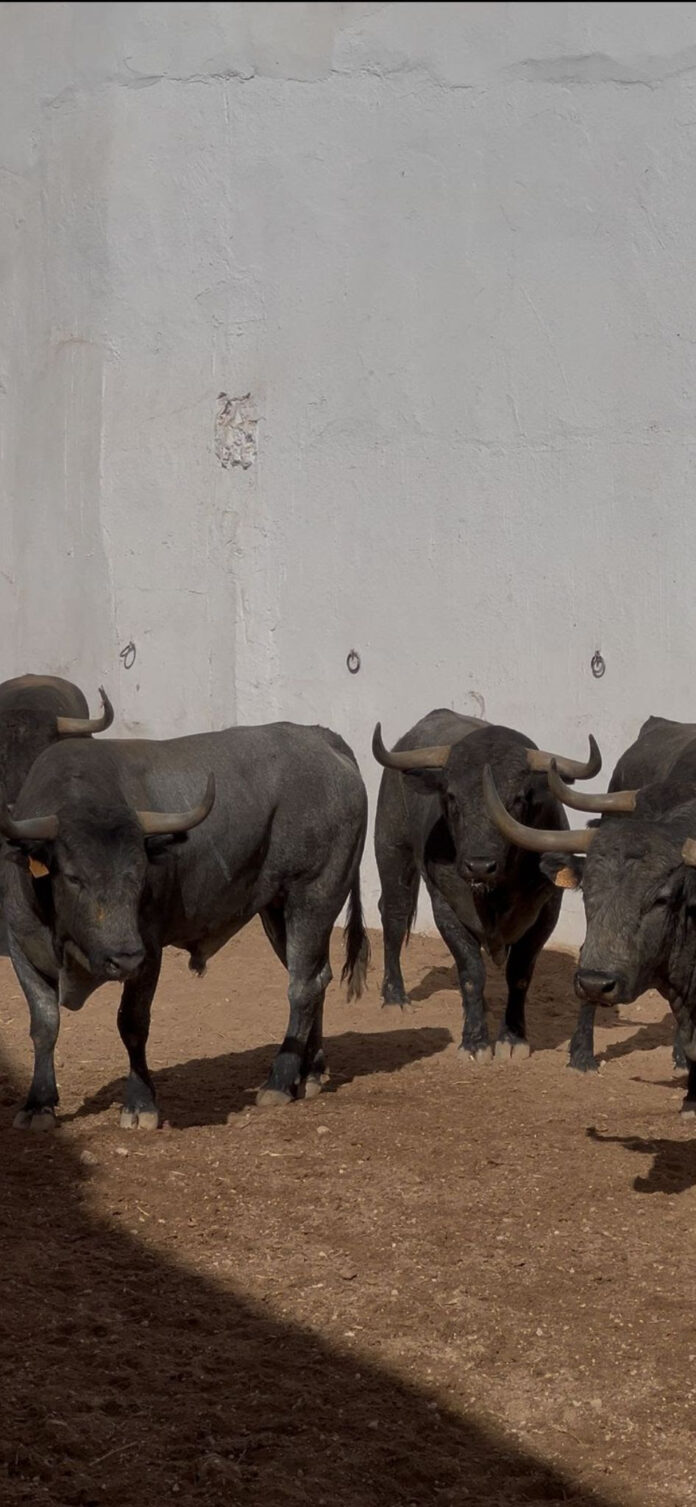 Orden de Lidia de los toros de Adolfo Martín para Daimiel