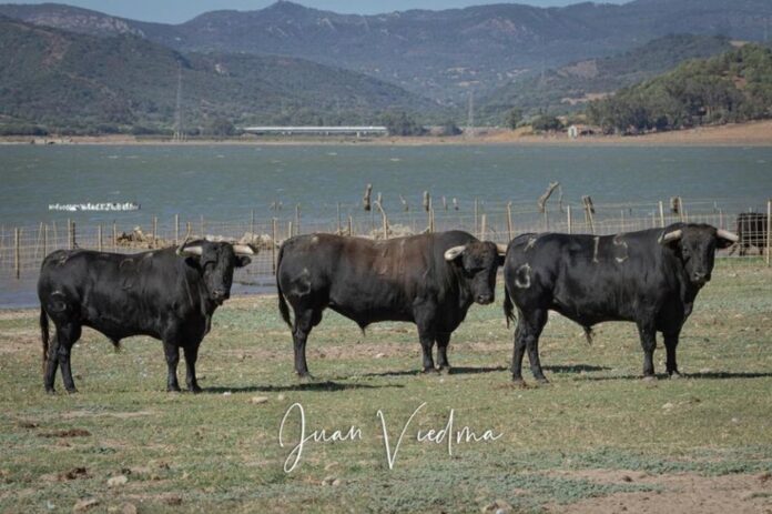 Gavira-Alcazar-Portada
