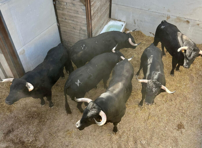 Orden de lidia de los novillos de Juan Luis Fraile para hoy en Calasparra