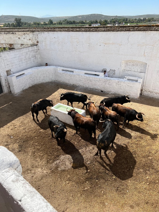 Toros-Banuelos-Andujar