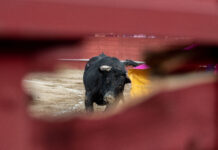 Abierto el plazo de inscripción para las ganaderías participantes en el Circuito de Andalucía 2026