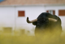 El campo bravo madrileño se viste de gala