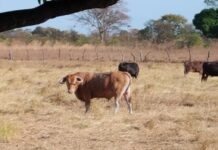 Villafranca, la ganadería que se afianza en Venezuela